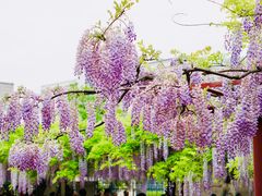 -嘉定紫藤园