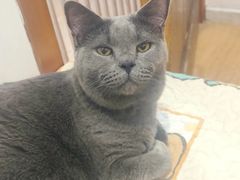 -是阿柴呀！柴犬咖啡·爱喵喵猫咖