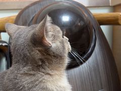 -宠福鑫动物医院(城北分院)