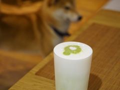 抹茶酸奶-柴务处·柴犬主题狗咖