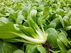 -武汉紫薇都市田园