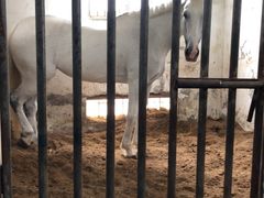 -月河湾马术俱乐部(朝阳店)