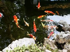-鲤院·新中式美学·庭院餐厅(夫子庙店)