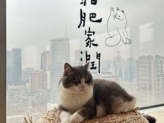 -Catmate·猫肥家润(金润铂宫店)