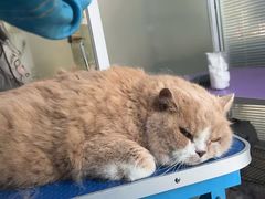 -福懋动物医院·犬猫全科·外科·重症科(杏林分院)