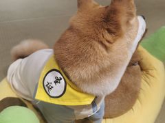 -逗柴咖啡屋·狗咖猫咖宠物桌游