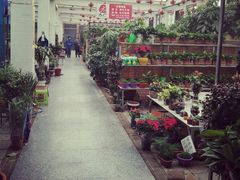 -保定市花鸟鱼虫市场