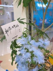 -松源造型