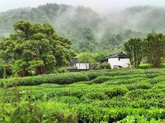 -中国茶叶博物馆(双峰馆区)