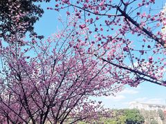 -望江楼公园