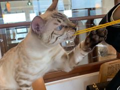 -猫小主咖啡·猫咖cat cafe(福田店)