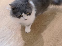 -1013 PET SHOP精品宠物商店(丁香店)