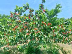 -樱桃山旅游景区