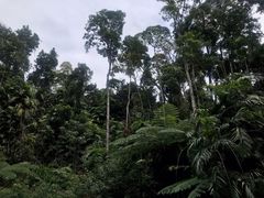 -热带雨林自然公园