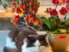 -自由生长植物工作室(深港花卉中心店)