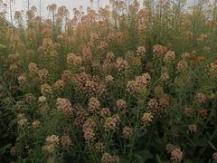 -中国天府农业博览园