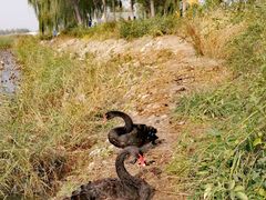 -天津东丽湖风景区