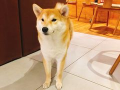 -柴务处·柴犬主题狗咖