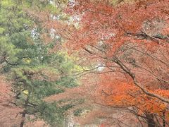 -灵顺寺