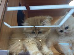 -猫十亿·布偶金渐层·曼基康矮脚猫舍(青年路店)