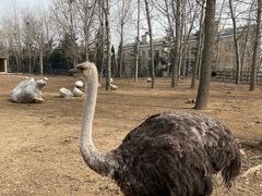 -大连森林动物园