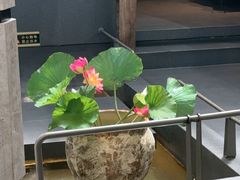 -单家老院·院子里的青岛菜(沙子口店)