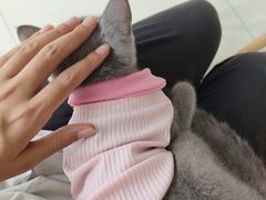 -乐琪宠物医院·犬猫专科·骨外科·急重症