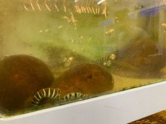 -南蚝小贝海鲜特色餐厅(南澳岛店)