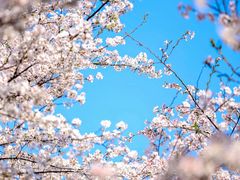 -高东镇樱花园