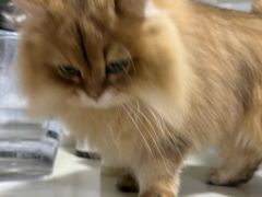 -福懋动物医院·犬猫全科·外科·重症科(杏林分院)