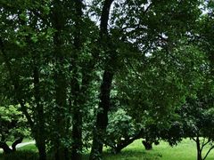-荔香公园