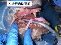-立德动物医院·重症转诊·24H夜诊·CT·心脏彩超(顺德中心分院)