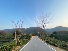 -白茶原·一片叶子