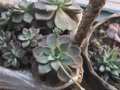 -秀丽东方
