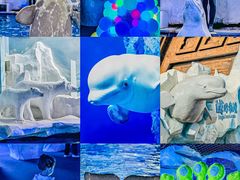 -秦皇岛乐岛海洋王国