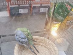 -毛辣果·贵州红酸汤牛肉火锅(西单店)
