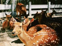 -北京野生动物园