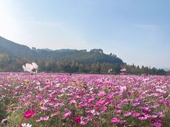 -径山花海