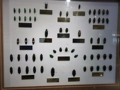 -上海昆虫博物馆