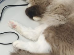 -糯米喵星人·撸猫猫舍咖啡馆(西市场嘉华店)