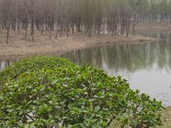 -东郊湿地公园