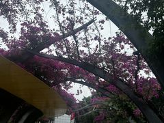 -布里斯班南岸公园