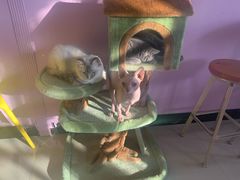 -70cat德文卷毛猫·缅因猫纯种猫舍