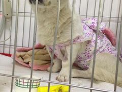 -西安京西宠物医院·瘫痪·疑难杂症