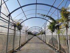 -海上花岛玫瑰园采摘