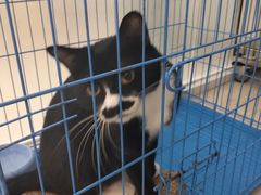 -福懋动物医院·犬猫全科·外科·重症科(杏林分院)