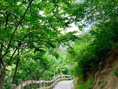 -大岭沟猕猴桃谷风景区