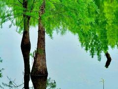 -白鹭湾湿地公园