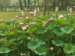 -沐仙湖湿地公园