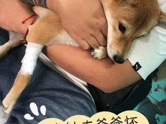 -北京观赏动物医院·24小时大型综合·猫专科·异宠专科